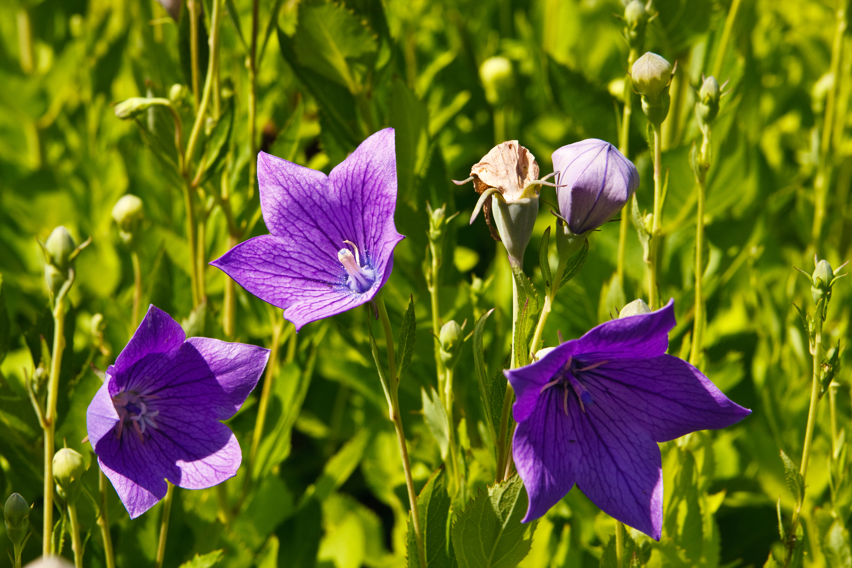 Platycodon Grandiflorum Root Extract